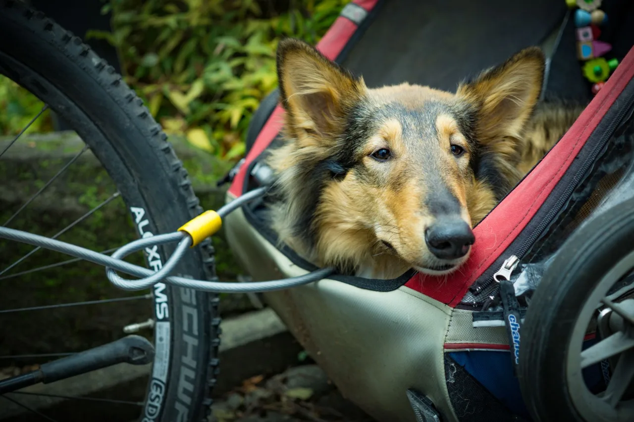 Bike Carrier: The Complete Guide